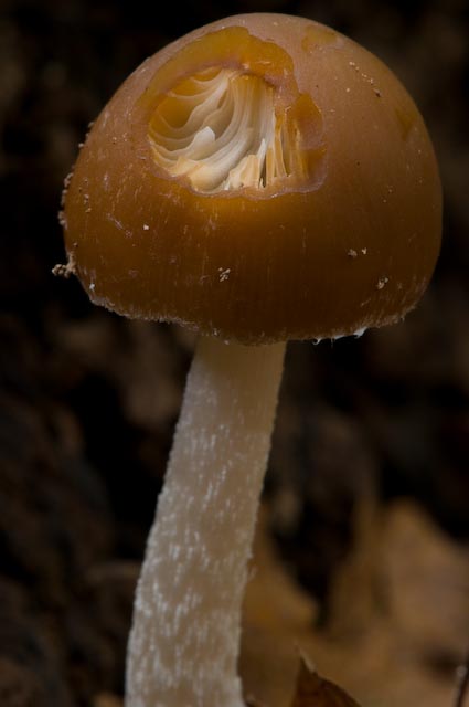 fungo 10 (cfr. Psathyrella sp.)